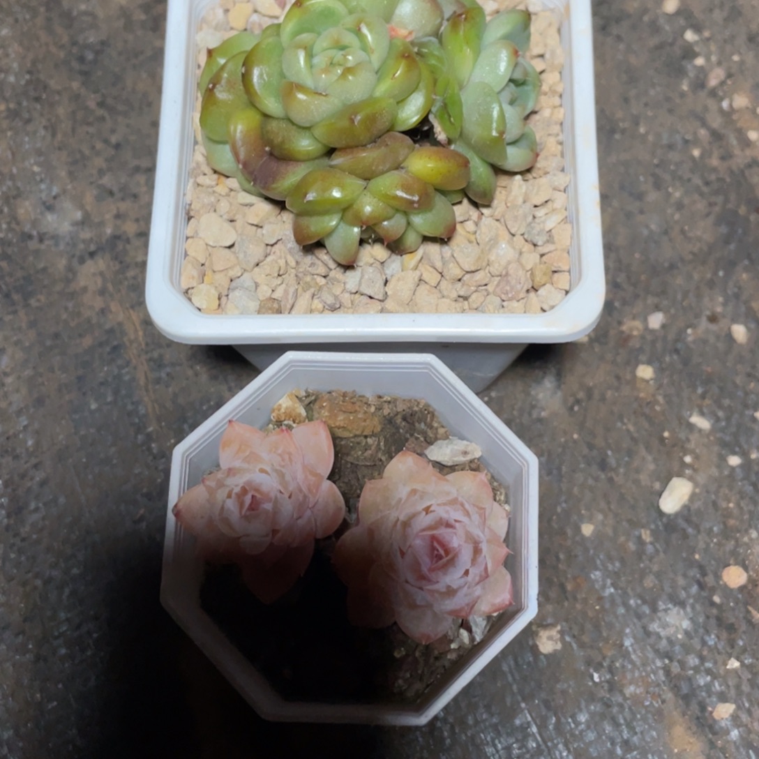 静***心多肉两个宝贝专拍