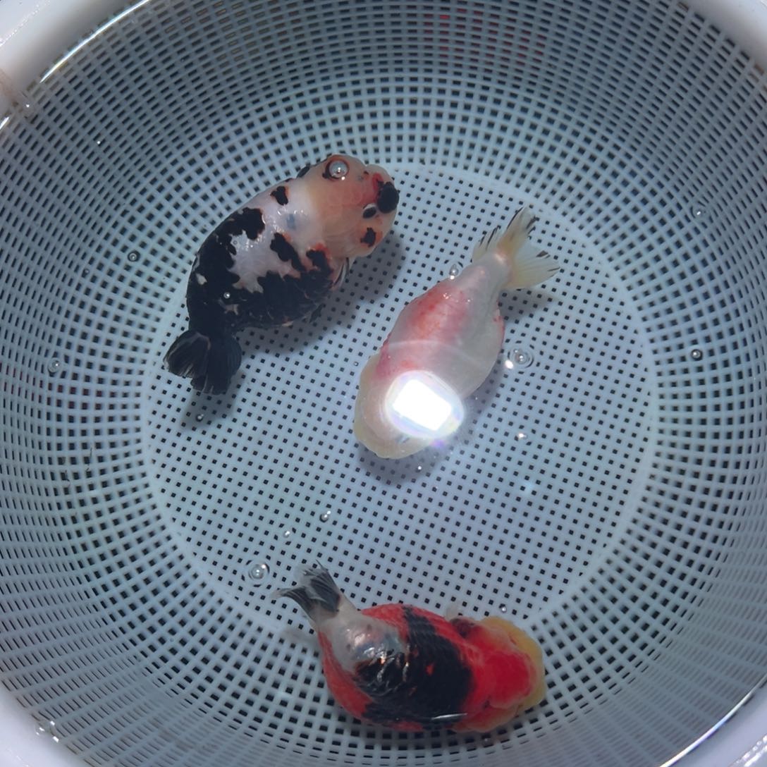 猩****海水鱼潘氏金鱼兰寿金鱼