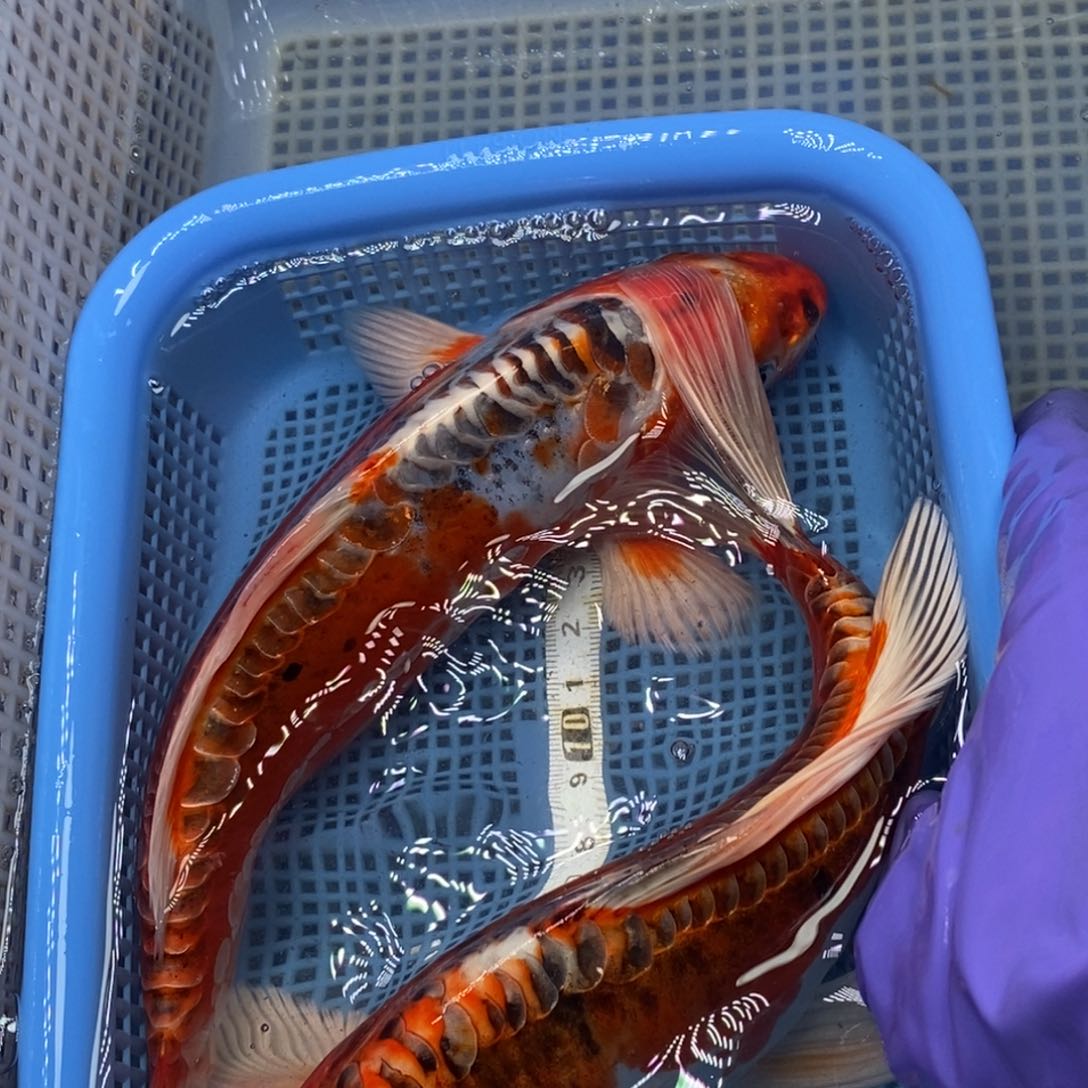 锦鲤冷水锦鲤包邮