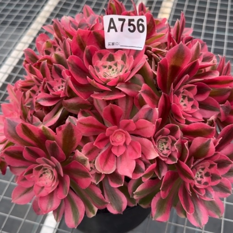 756女巫25厘米左右