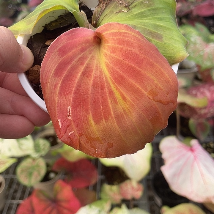 完全开放孔雀讲67