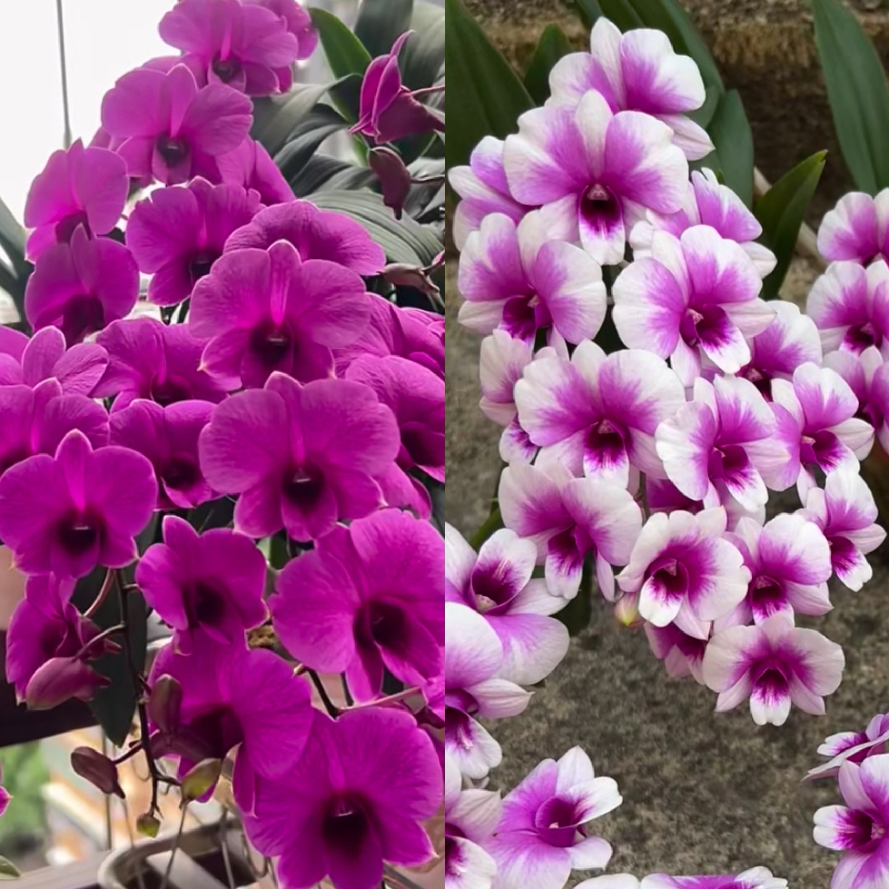 朝阳➕粉黛秋石斛（2苗左右）好看好养爆花室内室外 盆栽绿植