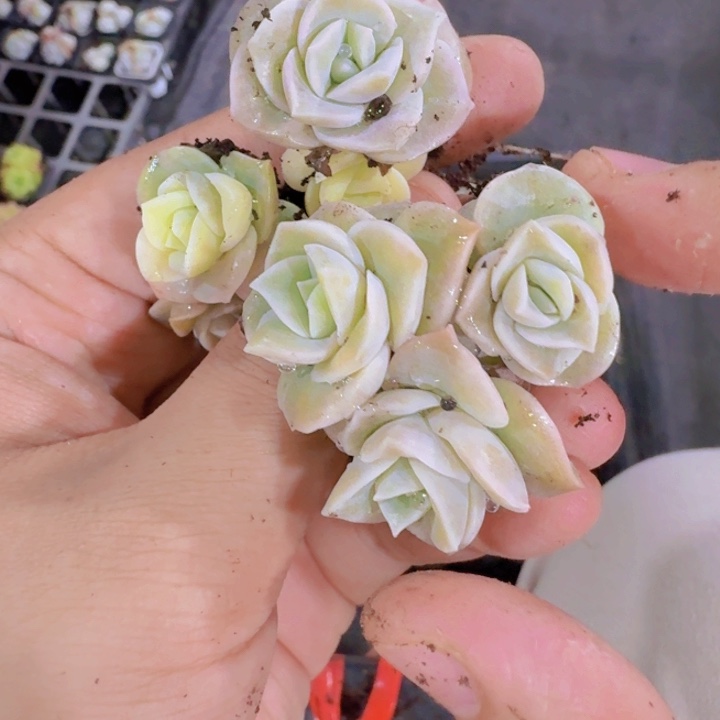 可爱玫瑰锦十棵一组很小