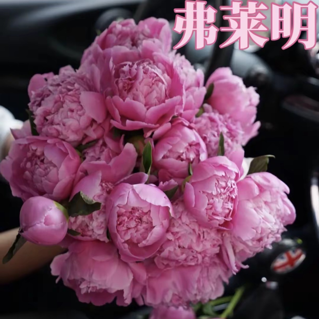 红色系进口芍药弗莱明种苗2-3芽发货
