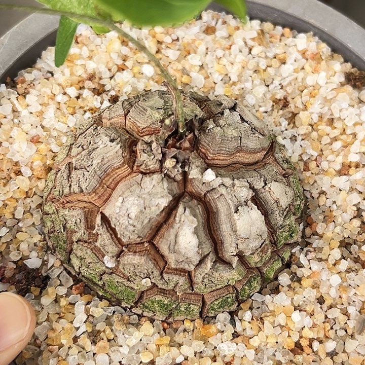 潮流植物深裂南非龟，