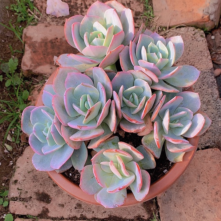 无花朵用****7多肉植物255555