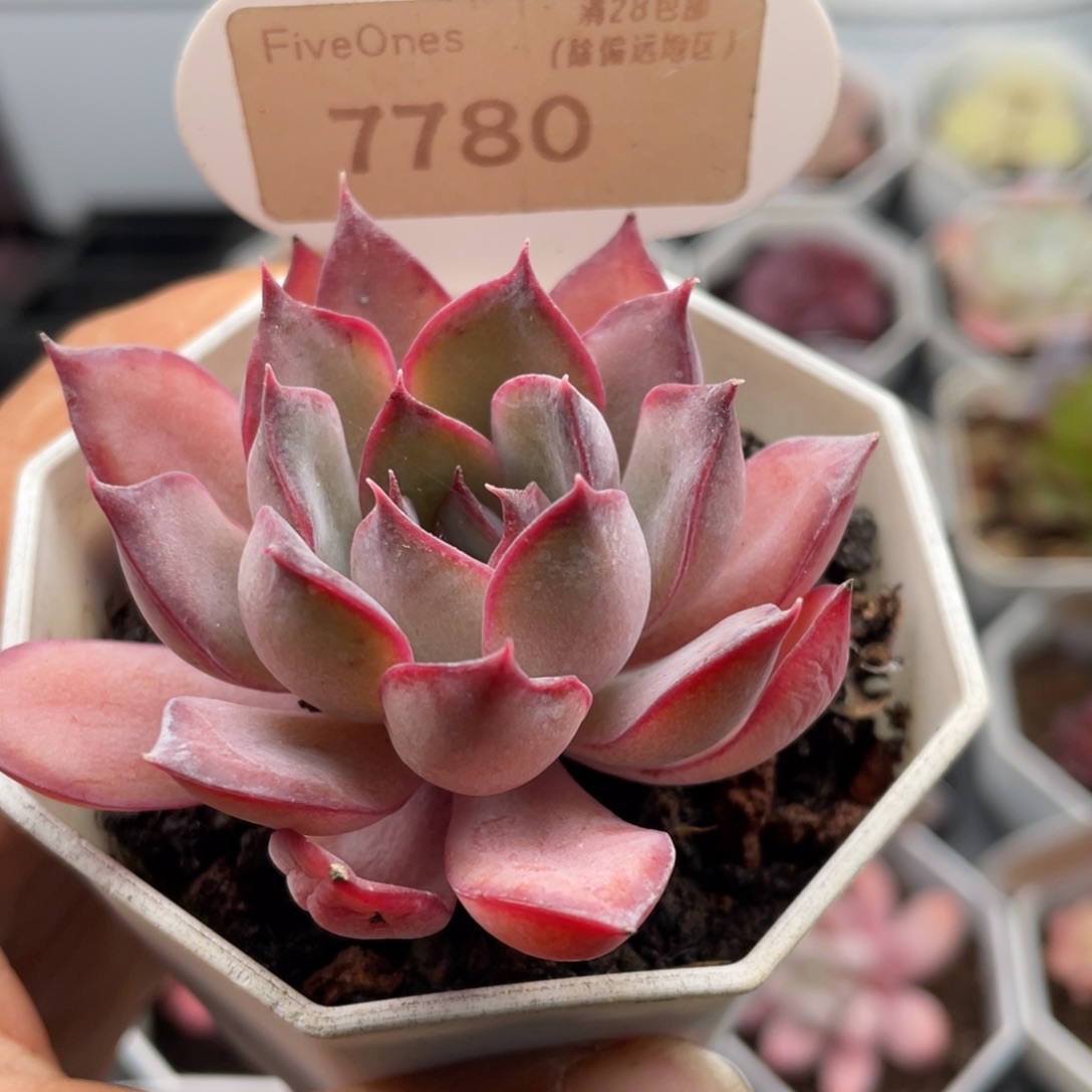 暗冰7780-5.5厘米