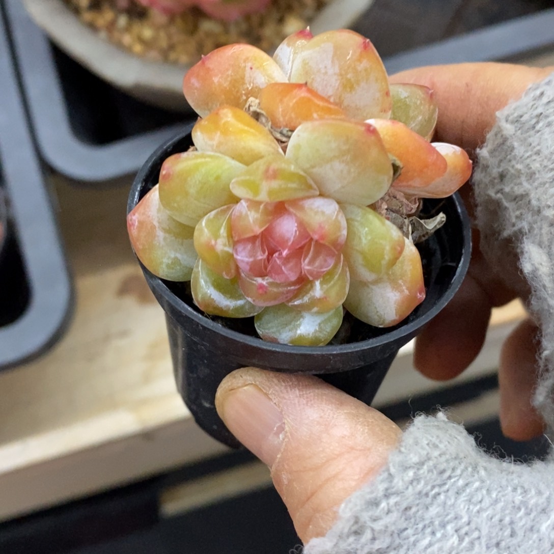 精品多肉一物一拍不包整178