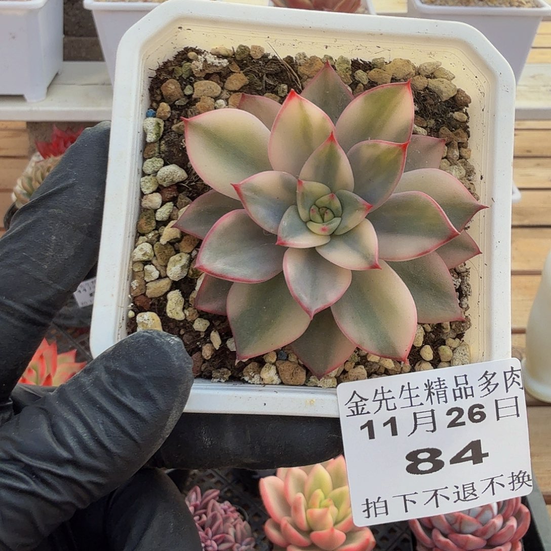 1126-84东云花脸锦