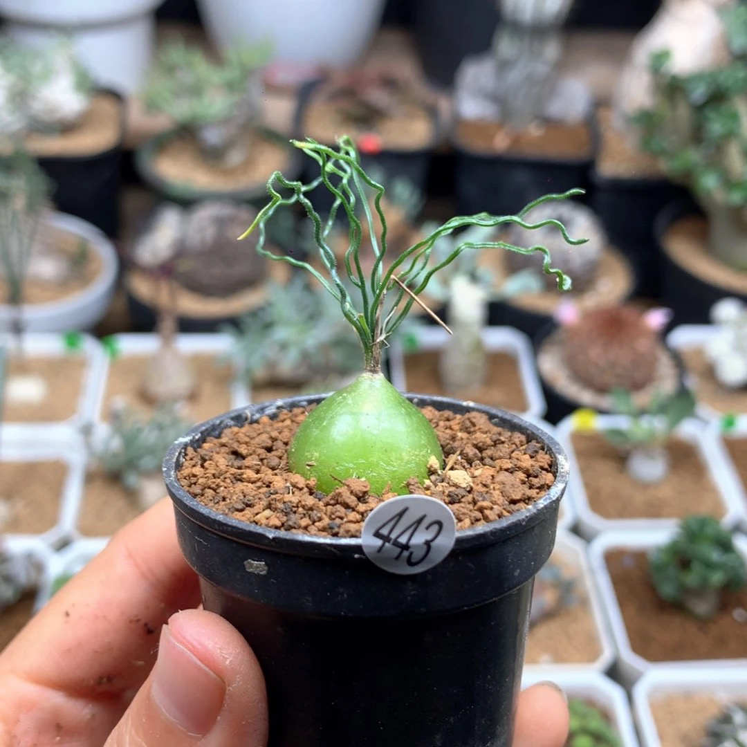 泰迪海葱母本带盆443号