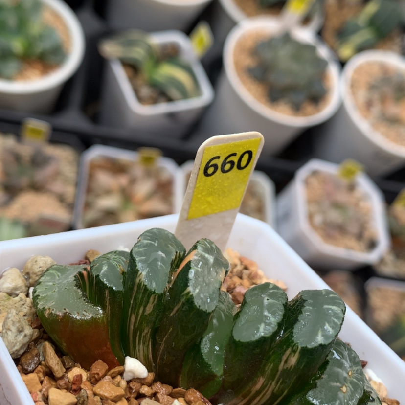 【闪购商品】660玄武