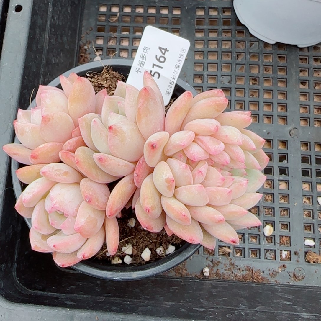 橙子小树缀，5164多肉