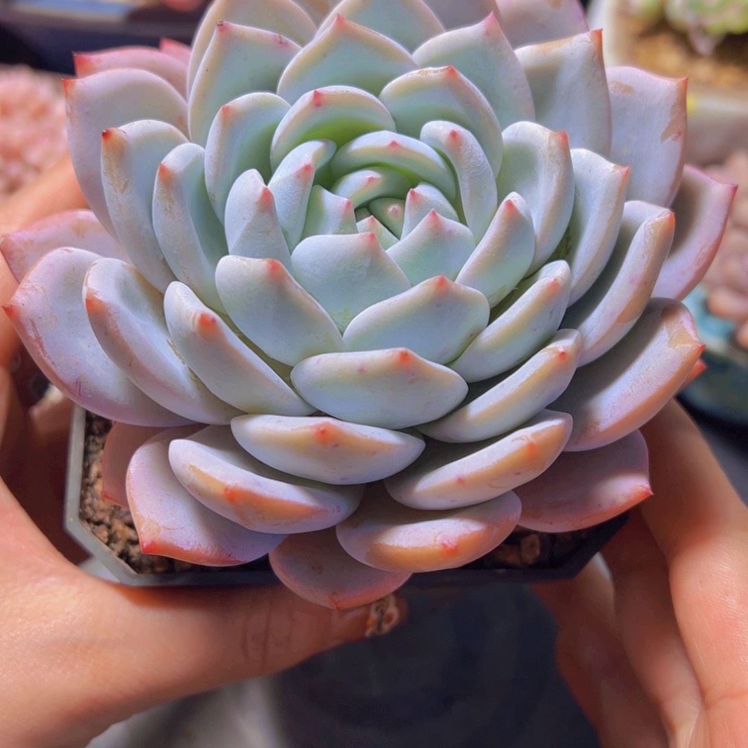 女*橙卡杂，多肉植物