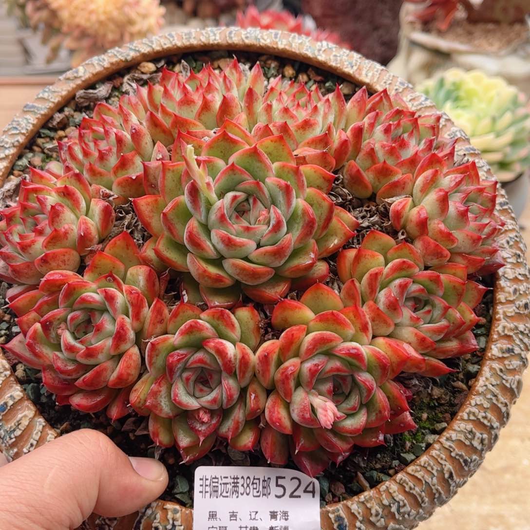 524荷花德华多肉