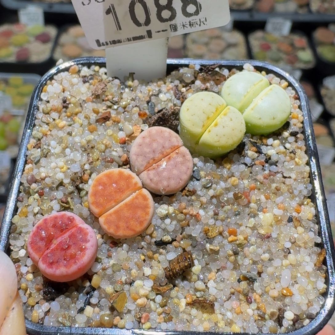 Sss清仓便宜出了1088