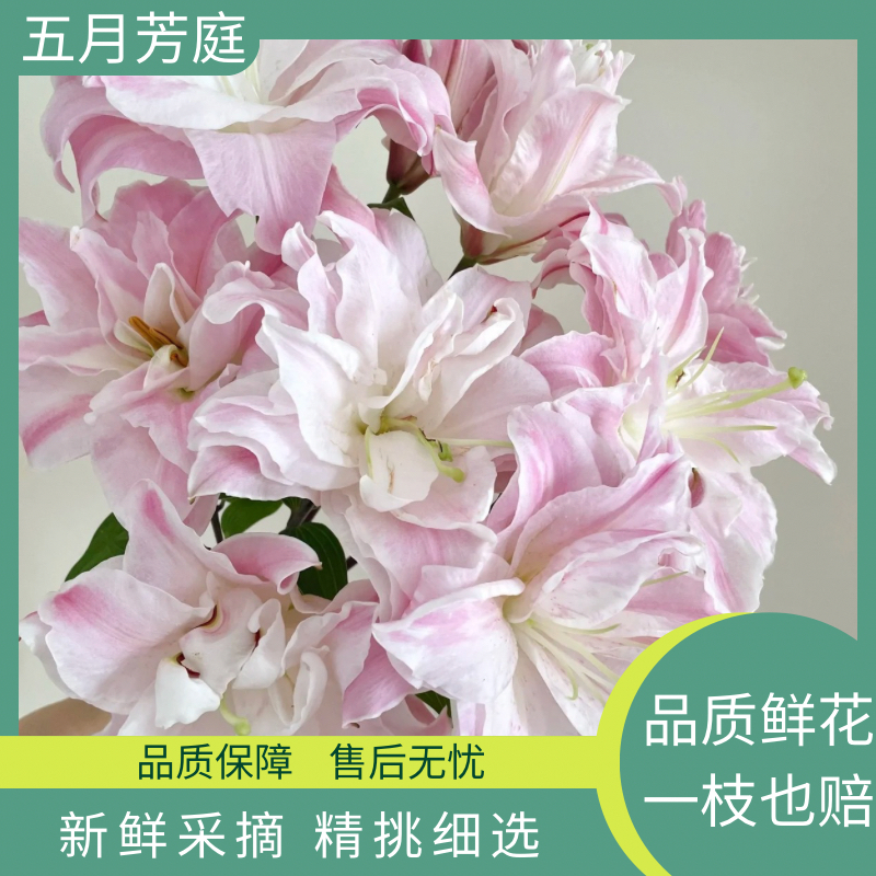定制精选多头3支【双钻】清香重瓣百合高级樱花粉大花苞超长待机