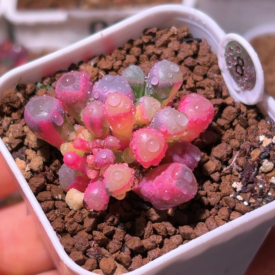 8号五十铃玉锦多肉植物锦一物一拍带盆土发货