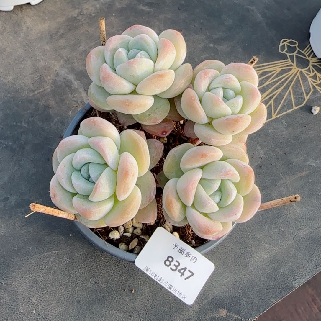 长杆冰玉，8347多肉植物