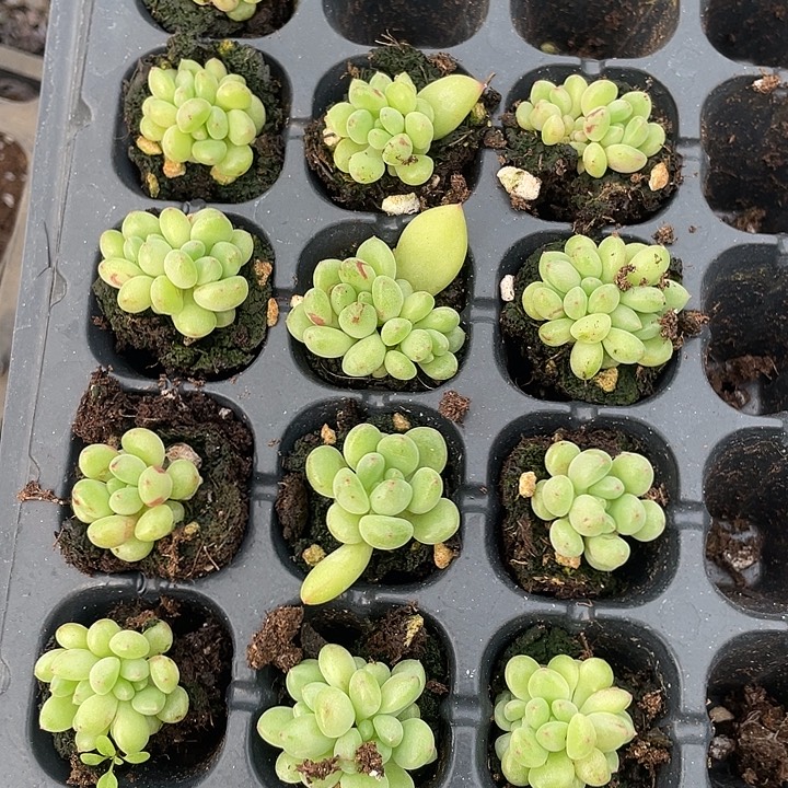 绿豆奶发3颗满18包邮