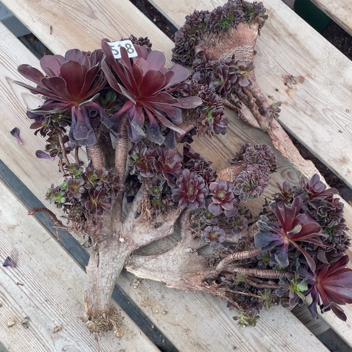 多肉葡萄都要开箱吃一