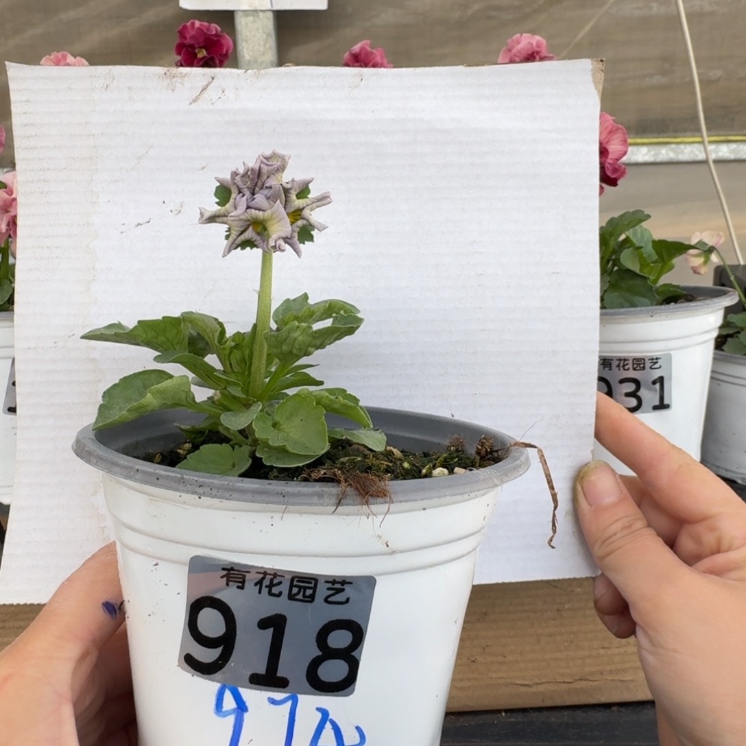 无花朵918号角堇