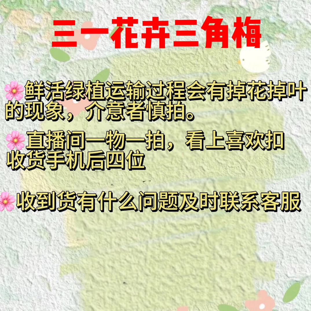 【三一花卉】三角梅一物一拍