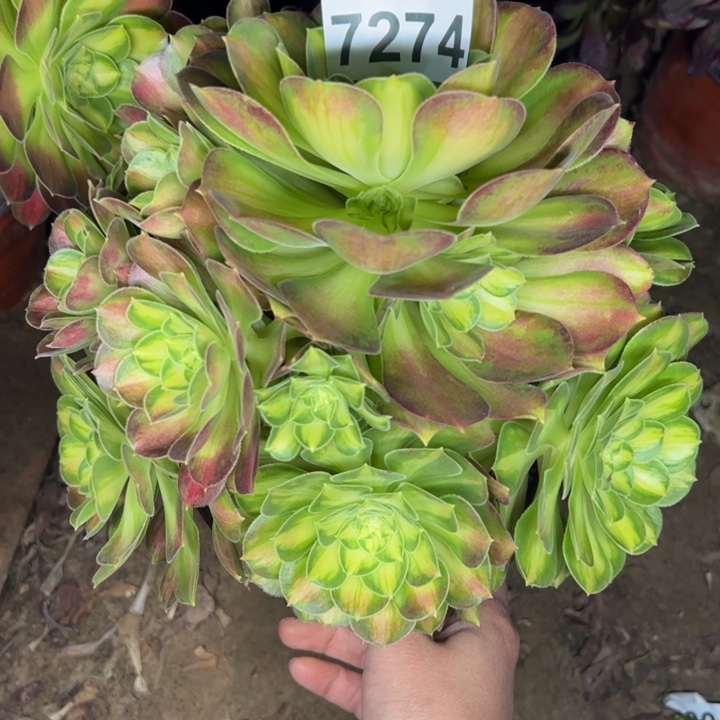 7274韶华多肉植物