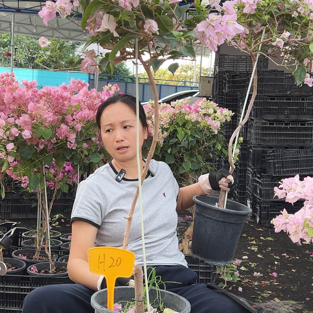 刘***溜大部分花苞少量开放H20丽娜