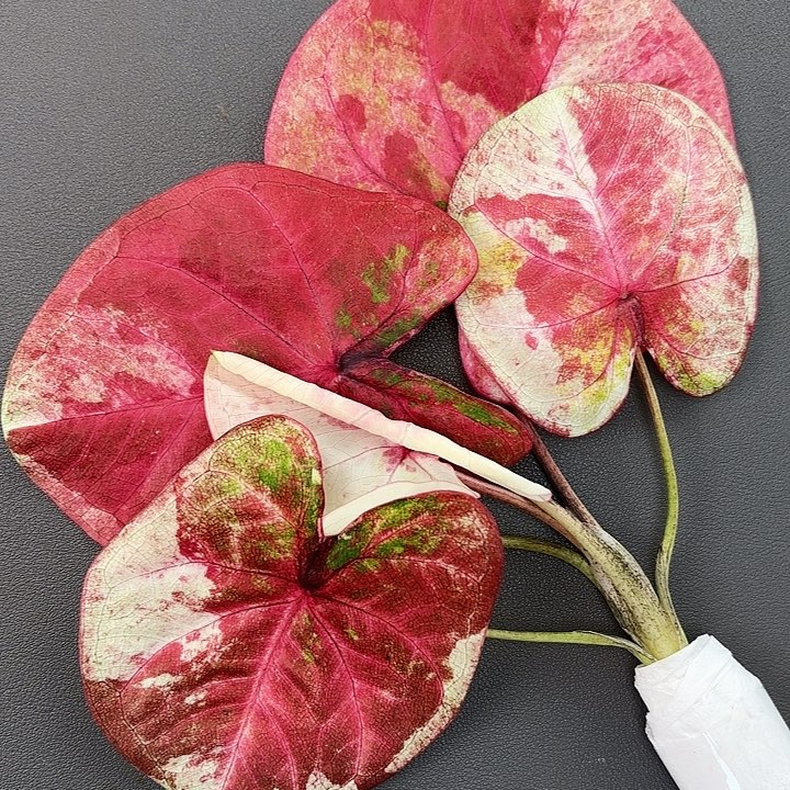 19-1206彩叶芋广东现货