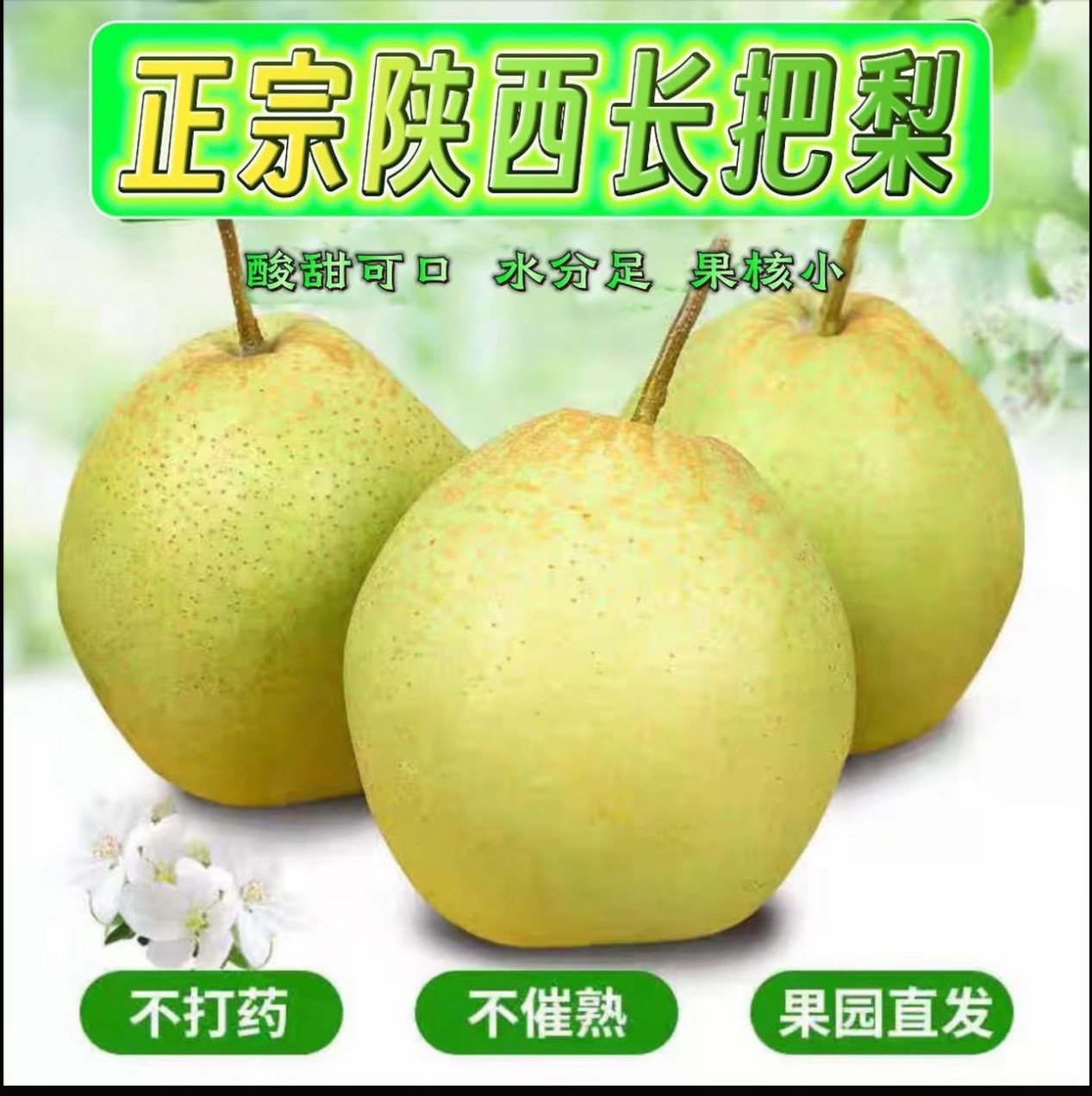 【长把梨】正宗陕西长把梨酸甜爽口皮薄肉厚