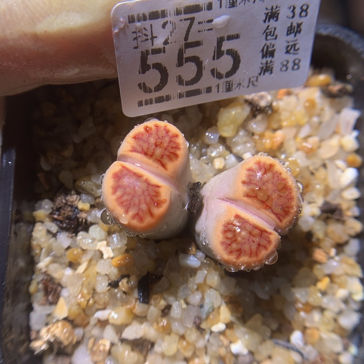 精品生石花27.555