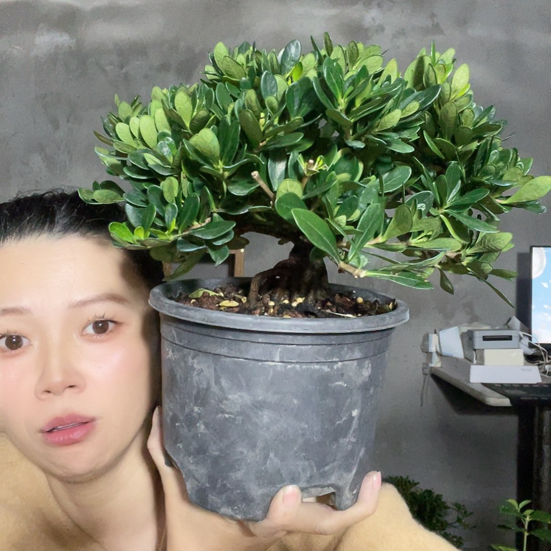 无花朵朕*了栀子花
