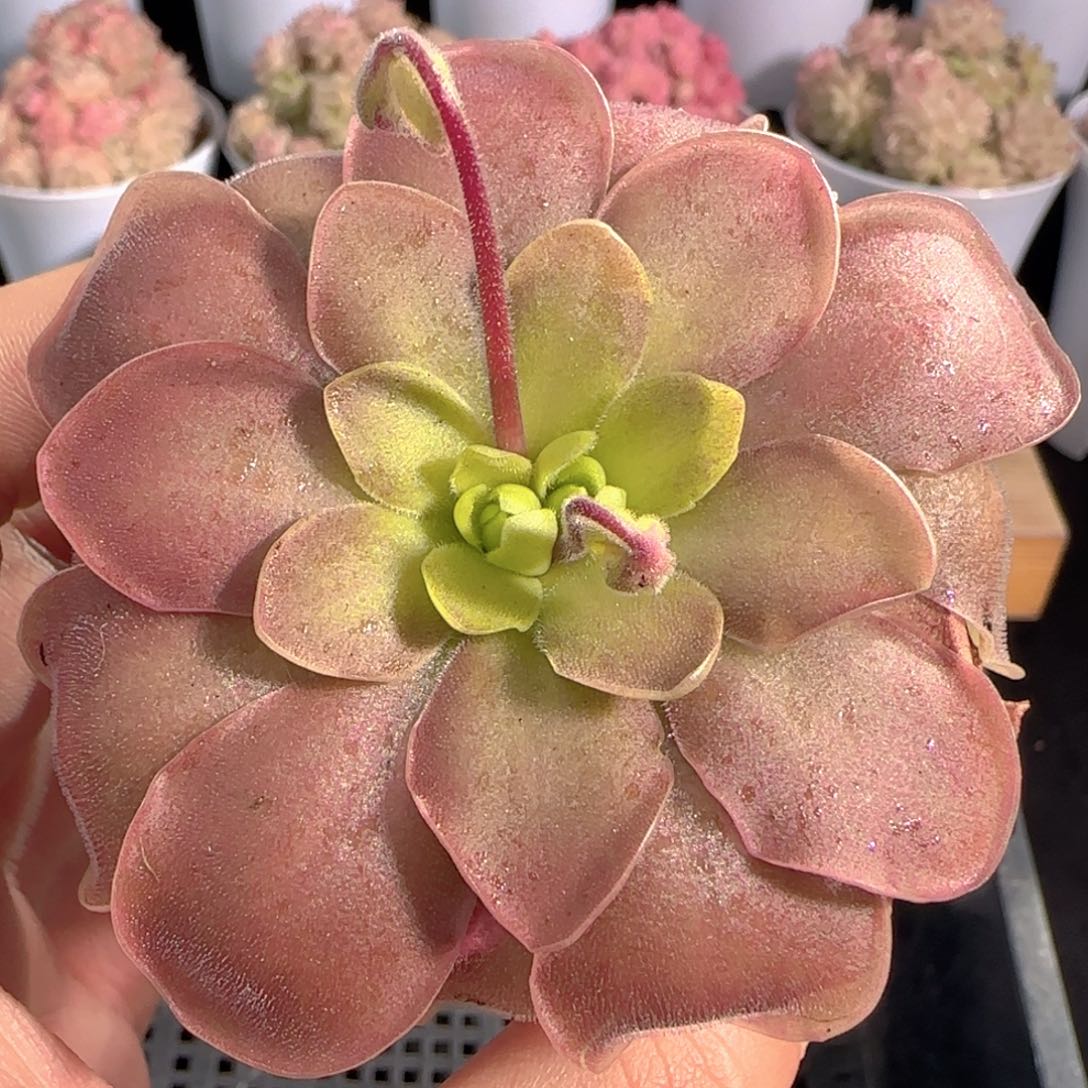 多肉0103-143赛题捕虫堇