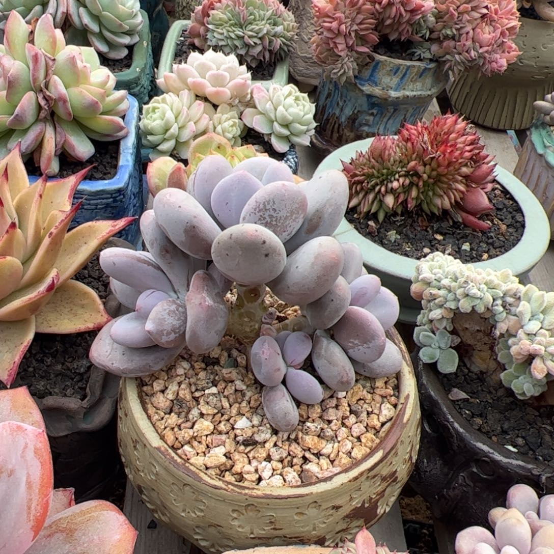 大叶奶酪多肉植物