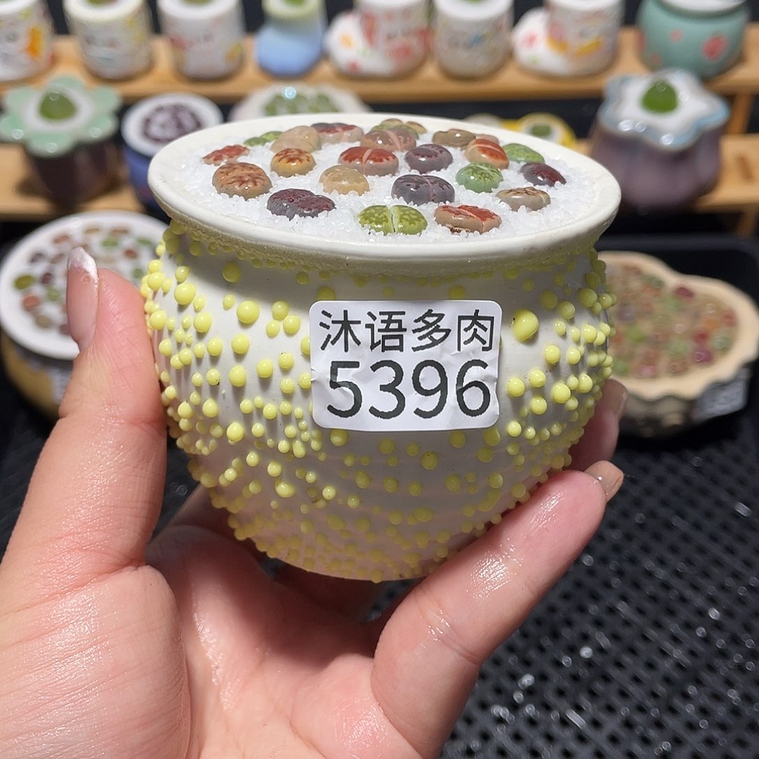 带盆土植物 一物一拍5396