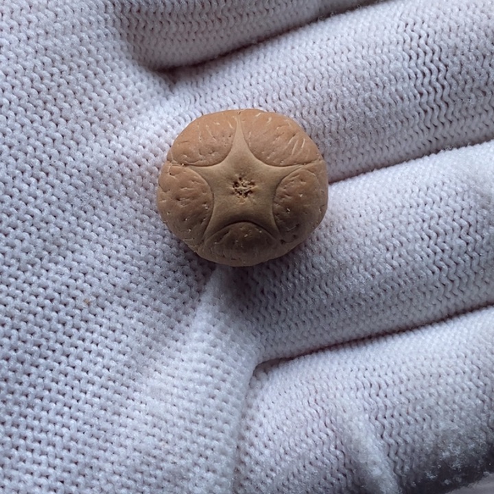 依***恒把件凤眼菩提五星19.4mm不打孔