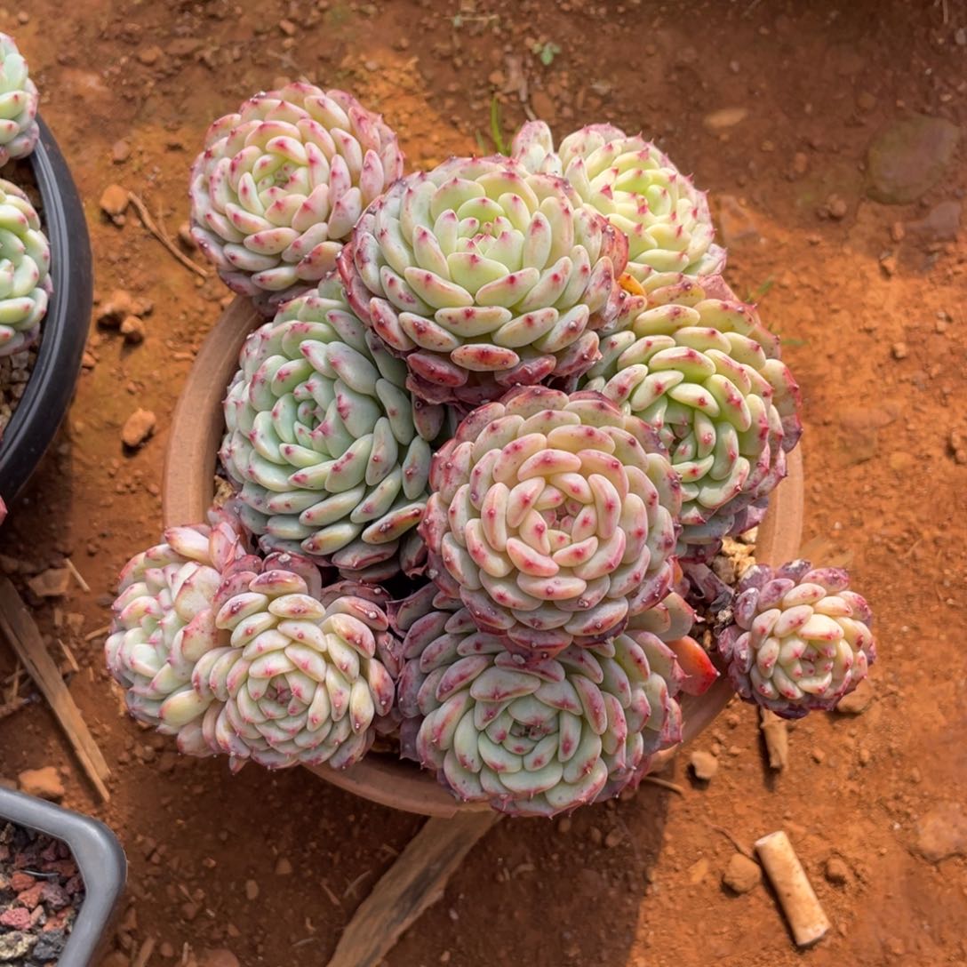 多头无砍白胖子多肉