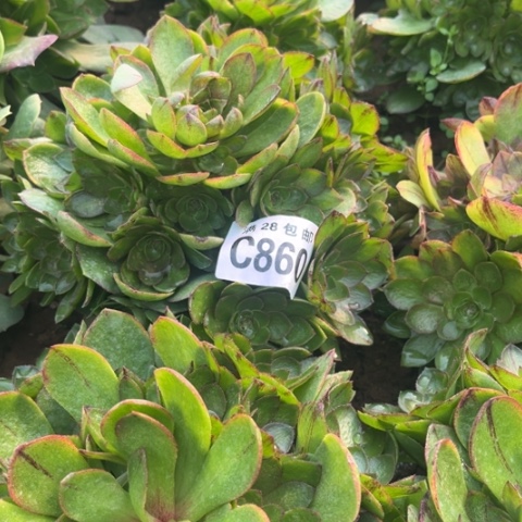 860万拉丝不包断枝