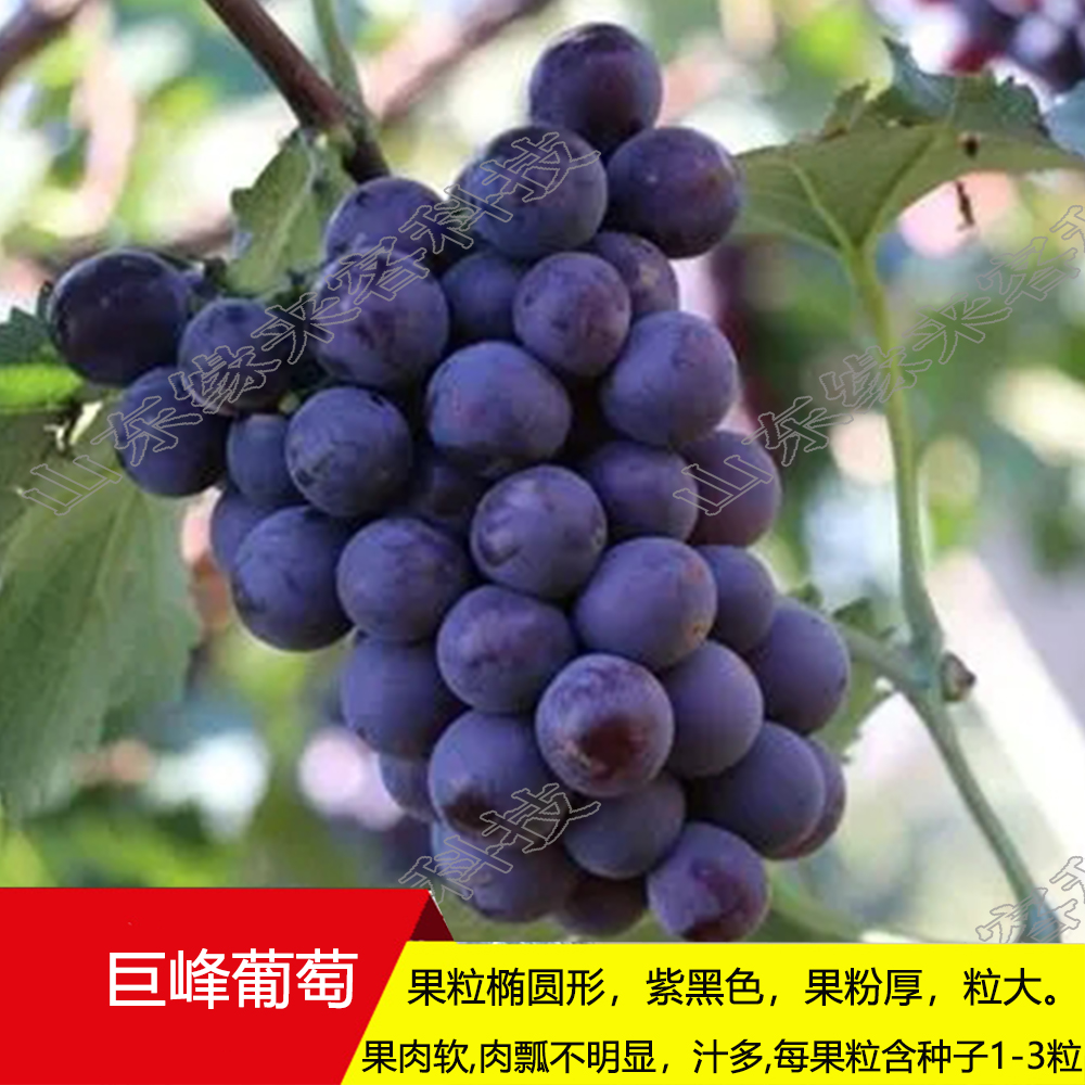 【缘爱客】 葡萄苗一年种苗粗度0.5cm以上基地自育品种保真