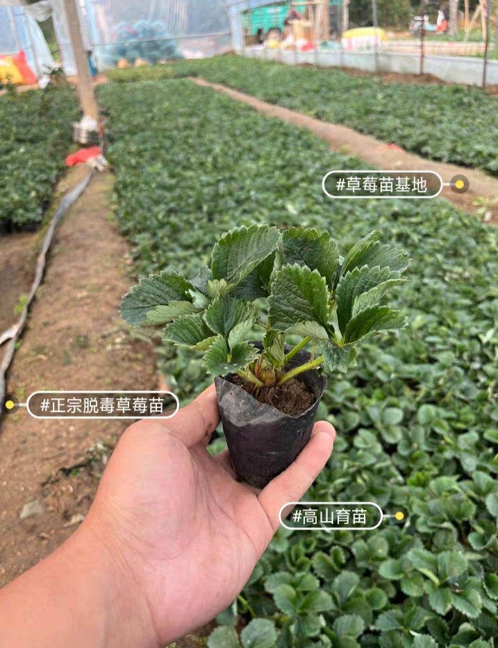 盆栽草莓苗杯苗草莓苗批发草莓苗四季草莓南方种植好栽好养