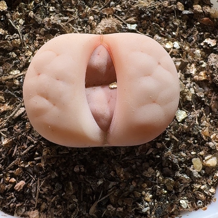 生石花11111111。   297