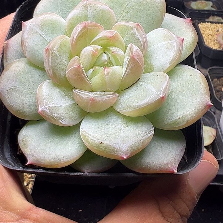 单头珍妮带盆发货11