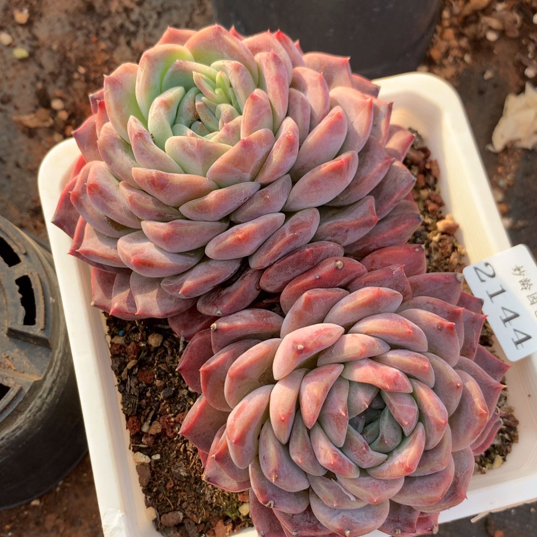 2144新年快乐发发发