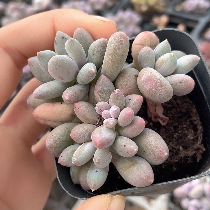 一物一拍满18包邮樱花奶