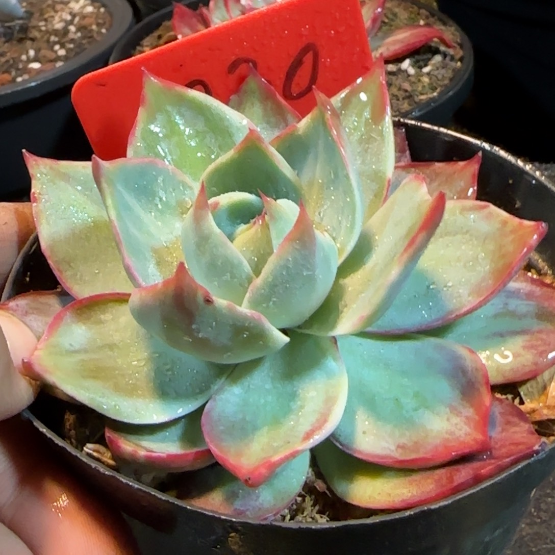 惊鸿一物一拍包装收缩花旱230