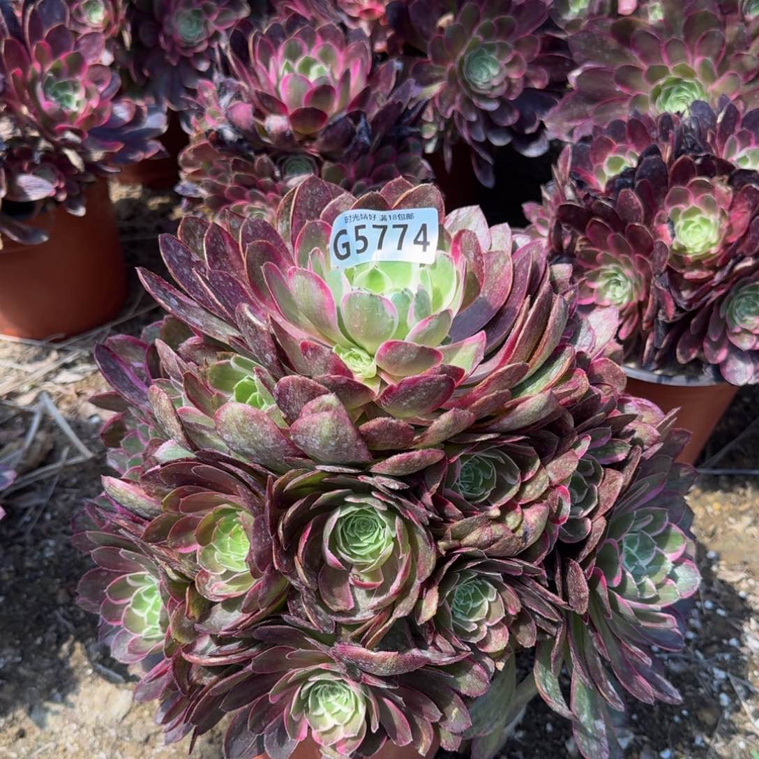 云***，5774孔雀翎多肉植物