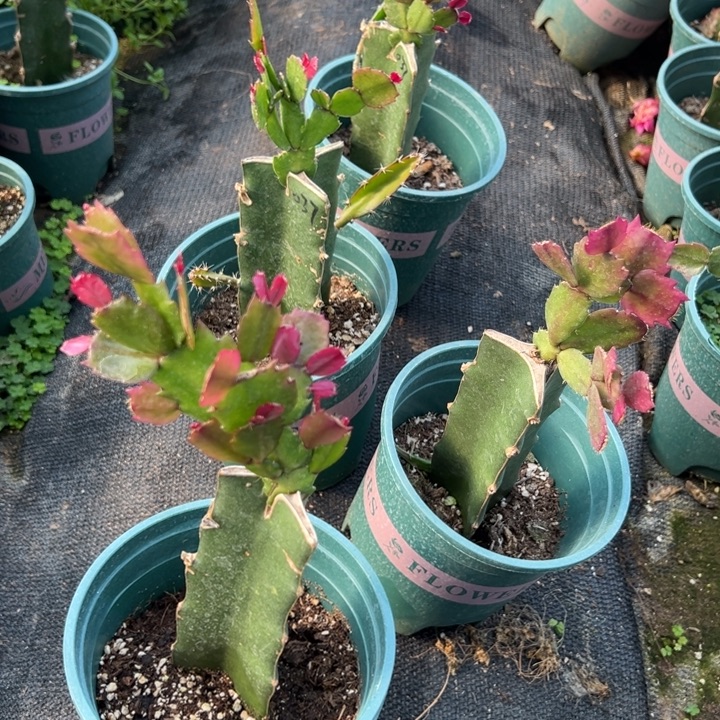 欢***猫53号037黄色重瓣，66668