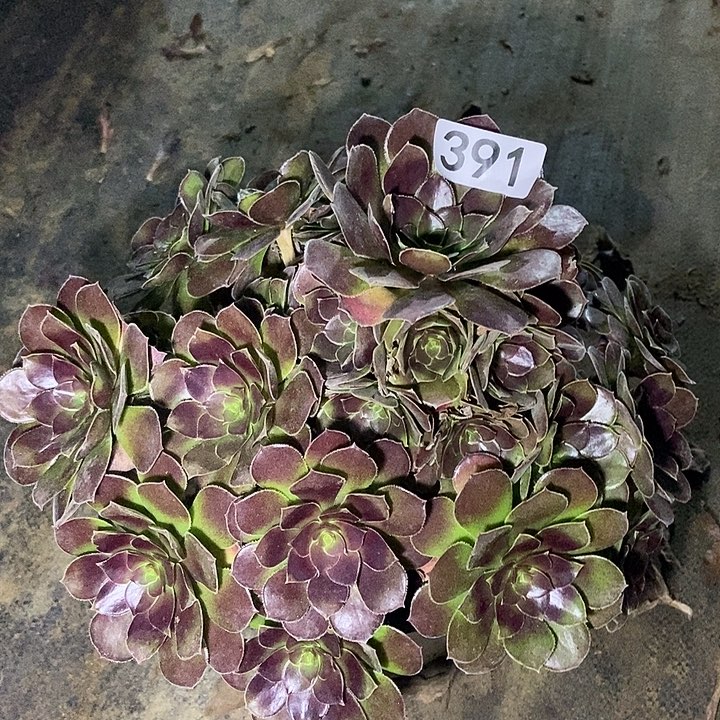 荷兰玫瑰391多肉1