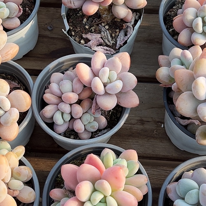     红洛神。 福利多多