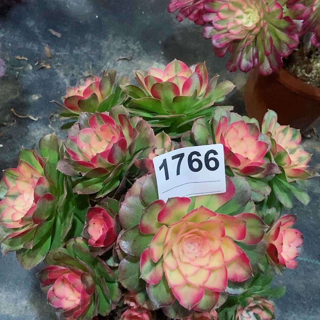 红陶1766荔枝4冠服20以上